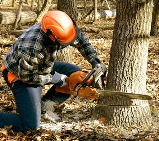 Tree Removal in Fargo, GA